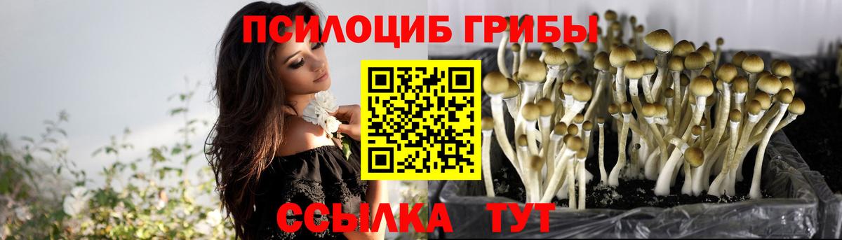 Псилоцибиновые грибы прущие грибы  Вход с VPN  где купить   Псилоцибиновые грибы GOLDEN TEACHER  Тулун 